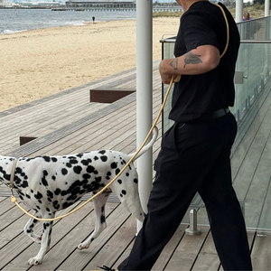 the butter yellow leash on a dalmatian