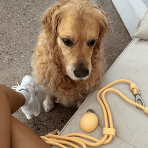 yellow treat pouch and golden retriever