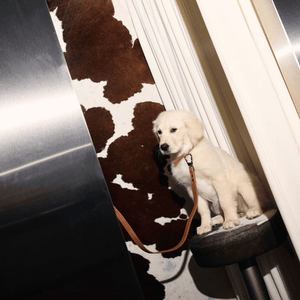 caramel lead on golden retriever puppy