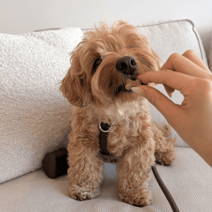 A small curly-haired tan dog sitting on a light-colored couch while a human hand offers a treat. The dog wears a dark harness, and a leash is visible behind it.