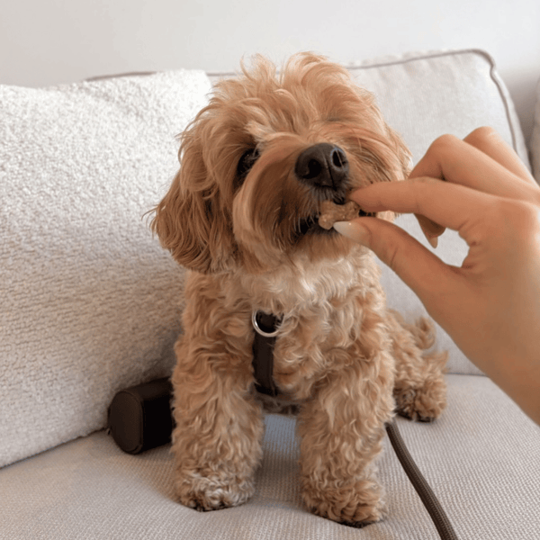 A small curly-haired tan dog sitting on a light-colored couch while a human hand offers a treat. The dog wears a dark harness, and a leash is visible behind it.