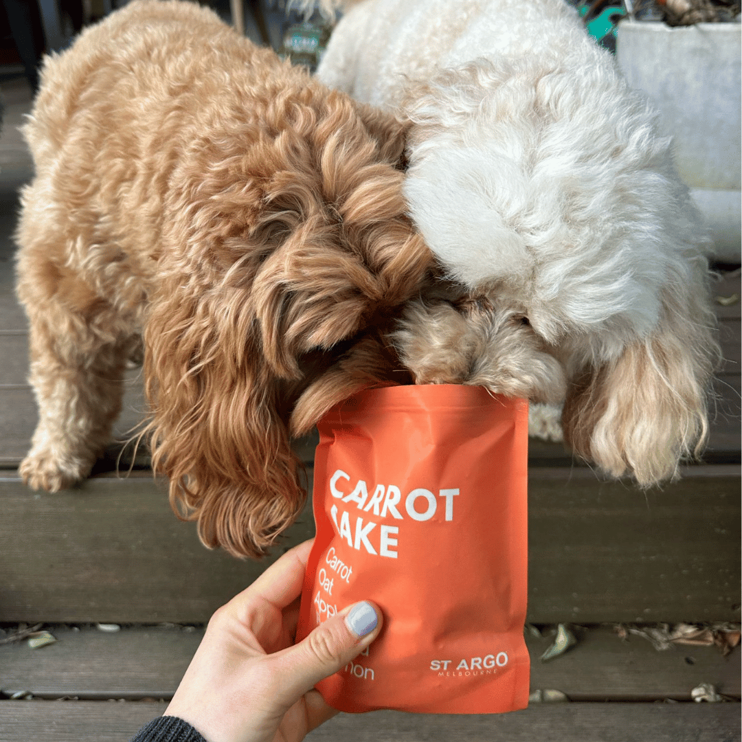 cavoodles smell the carrot cake dog treats