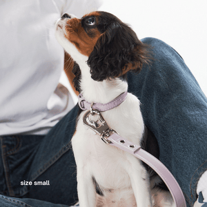 Cavalier in the size small lilac collar and lilac lead