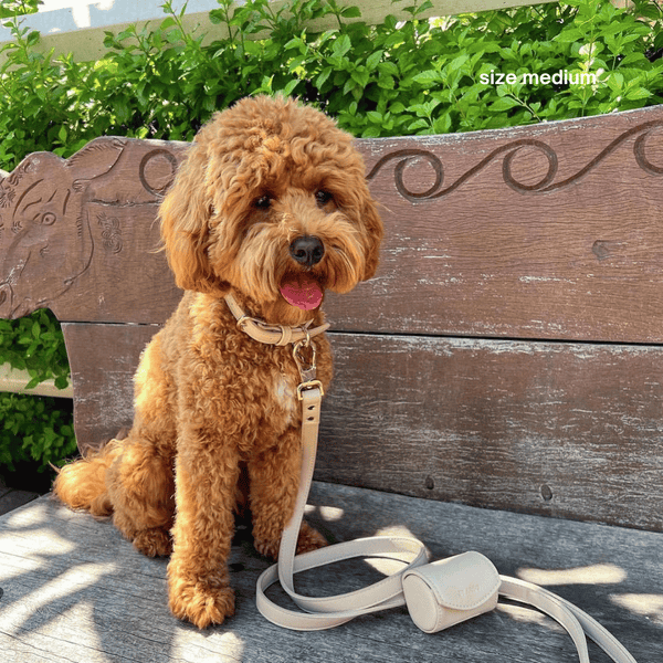 a cavoodle wears the set in medium