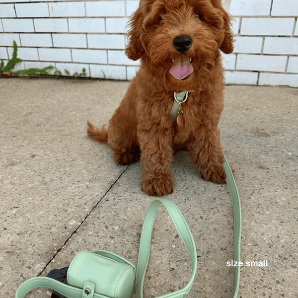 a cavoodle puppy wears the small harness walk set