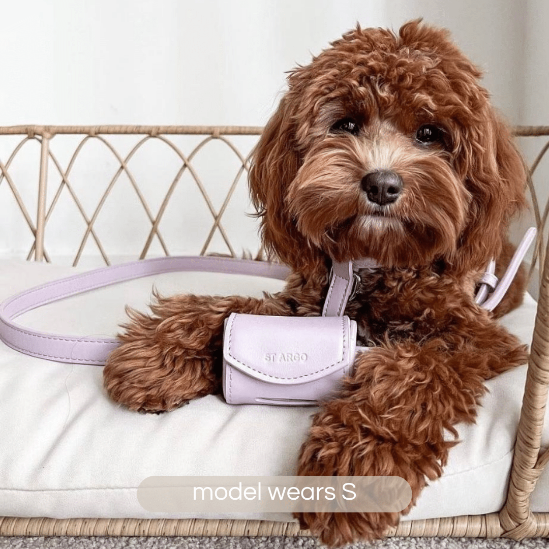 cavoodle in lilac harness walk set