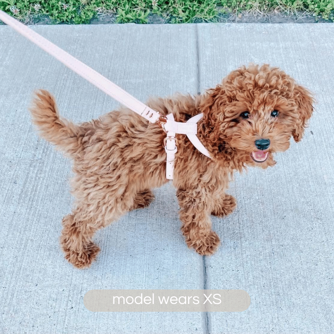 cute cavoodle puppy wears a size extra small pale pastel pink dog harness and matching dog leash