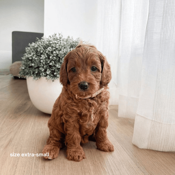 cavoodle puppy wears our extra small pink collar