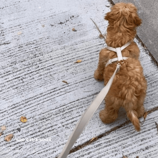 the taupe harness walk set in size XS on cavoodle puppy