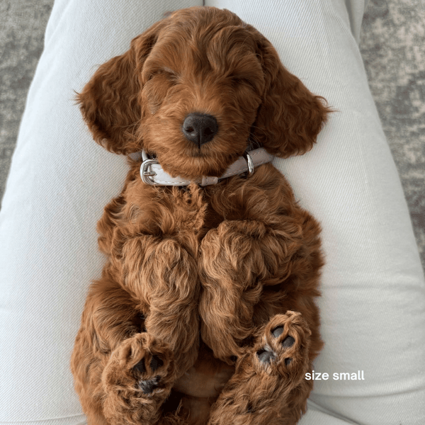 size small collar on cavoodle puppy