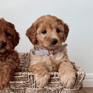 A cavoodle puppy wears our size small collar in lilac