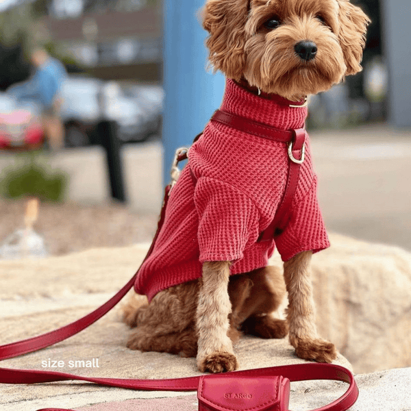 the set on a cavoodle, size small