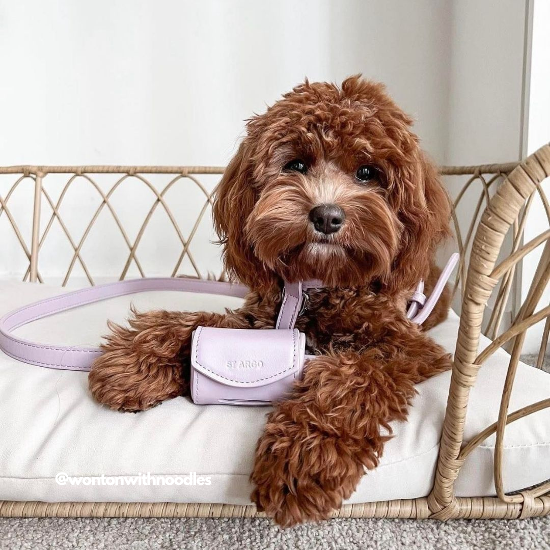 cavoodle wears our lilac harness fitted with the lilac poop bag holder