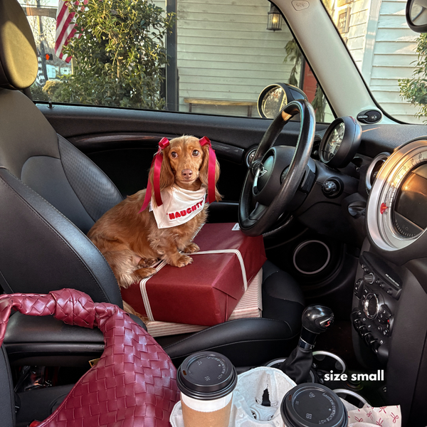 doxie in the bandana on side 'naughty'