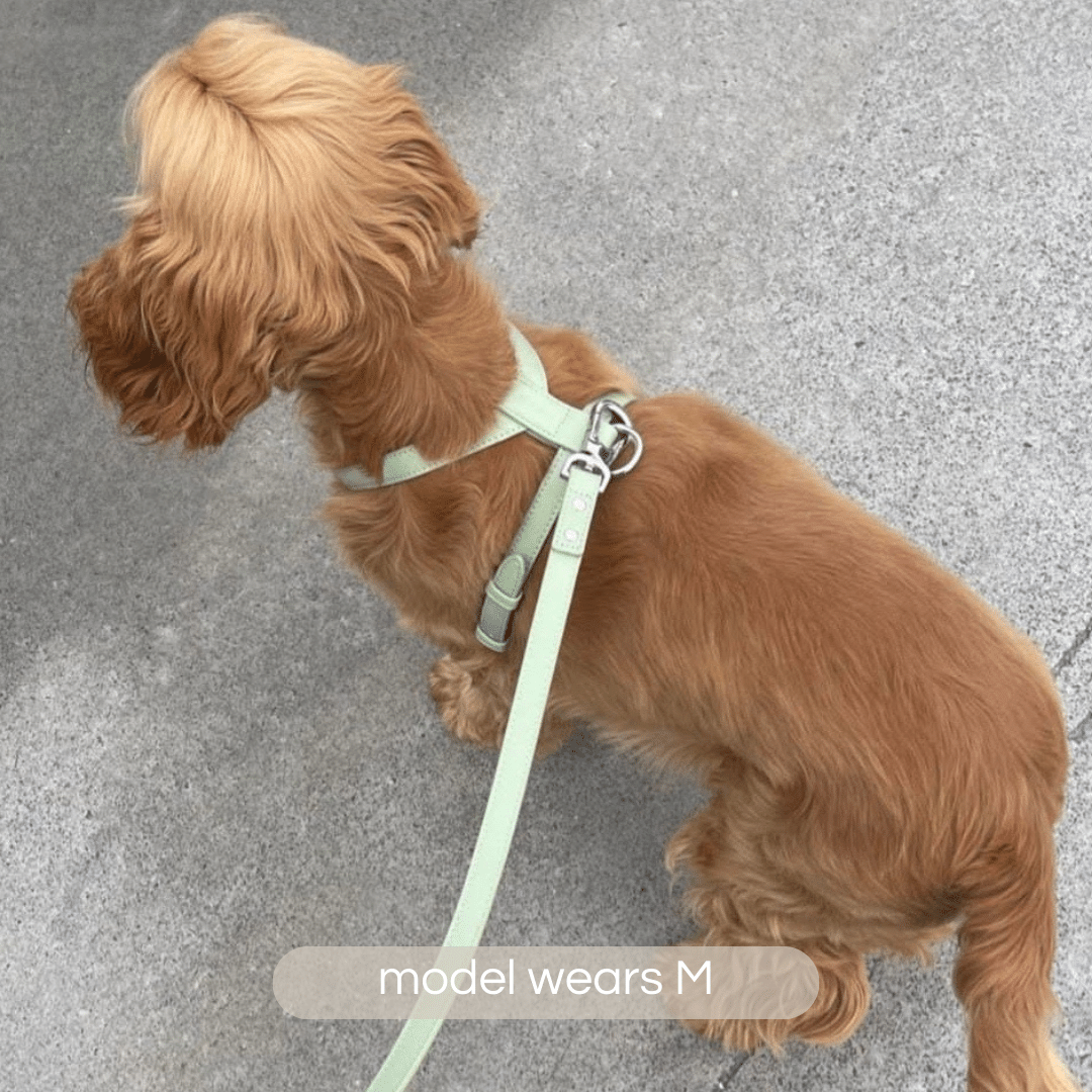 Sage Dog Harness ST ARGO