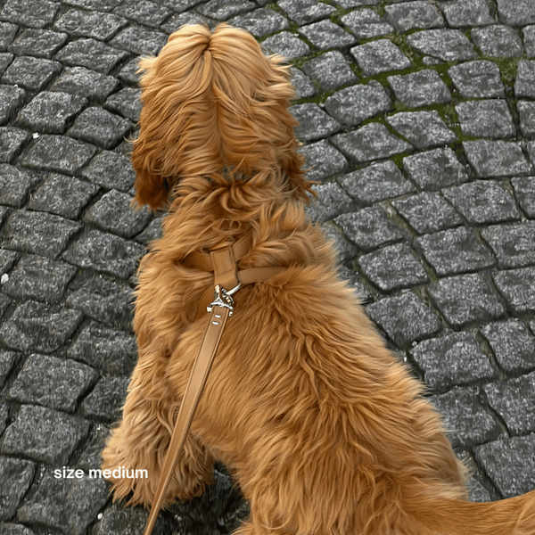 cocker spaniel wears the brown vegan leather dog harness