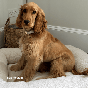 a golden cocker spaniel wears the size medium collar