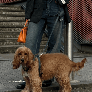 the green harness set on a cocker spaniel