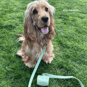 a cocker spaniel wears the medium sage collar walk set