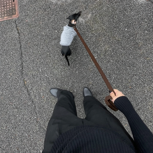 small set on miniature dachshund