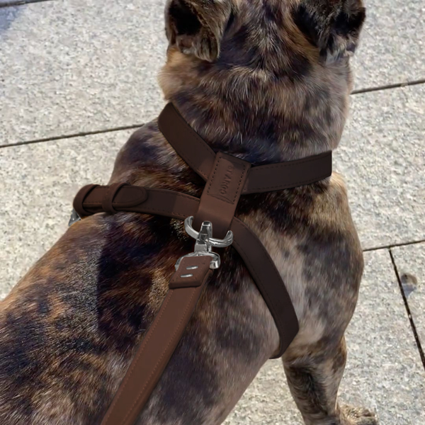 french bulldog wears the size medium cocoa harness and leash