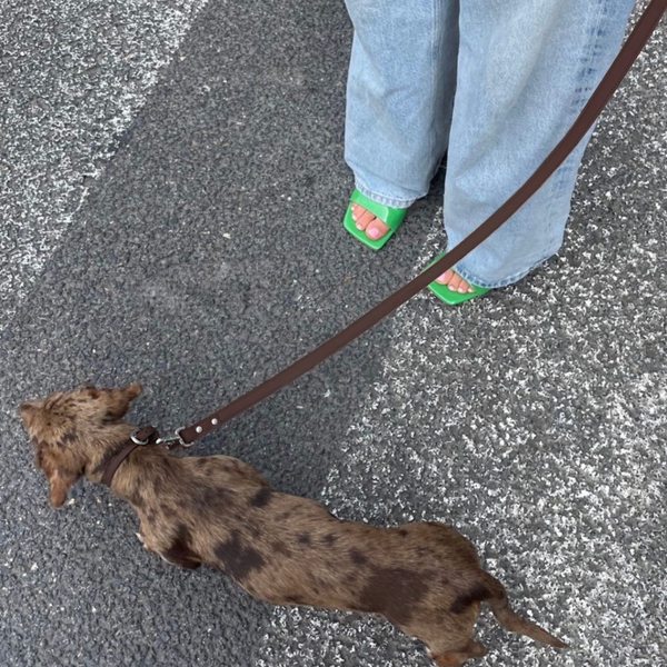 dappled dachshund in the cocoa collar and matching vegan leather leash