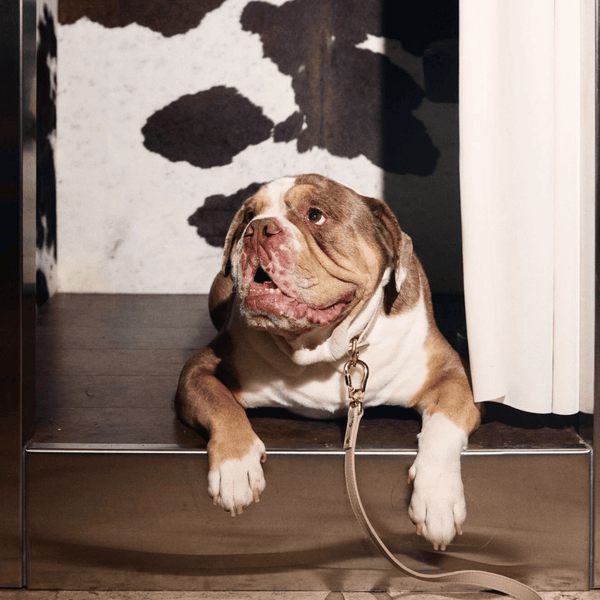 bulldog in the cream lead