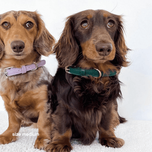 dachshund dog collar in bottle green