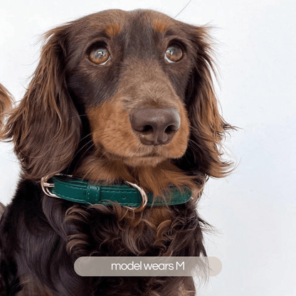dachshund wears the medium collar