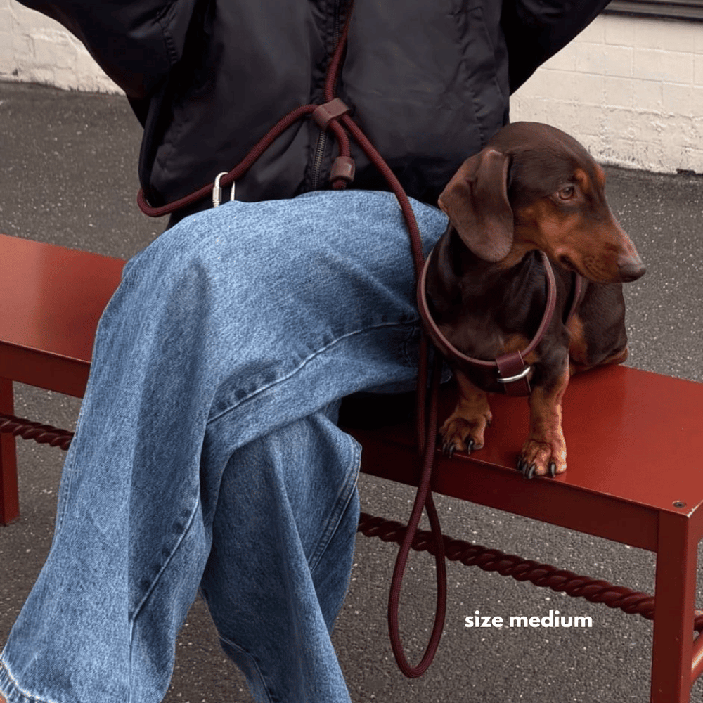 Burgundy leather dog harness on a white background