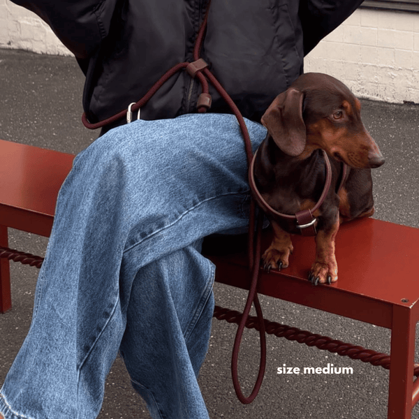 medium harness in burgundy on dachshund