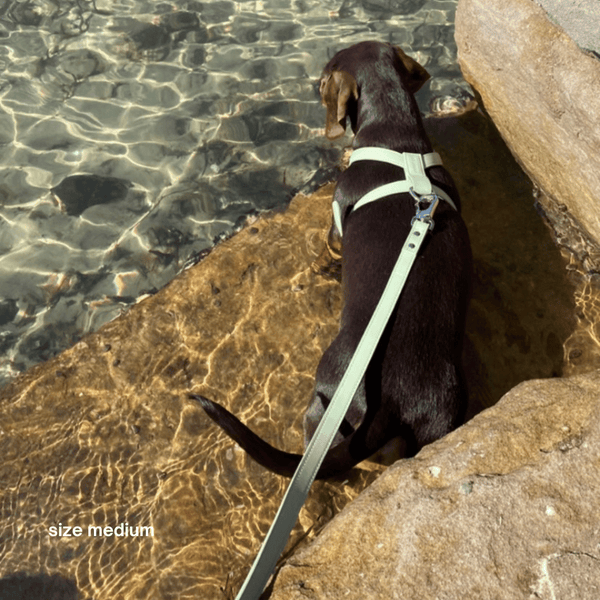 the sage harness in size medium on a standard dachshund