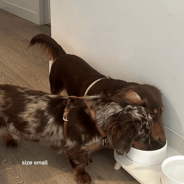 dachshund in the brown vegan leather harness