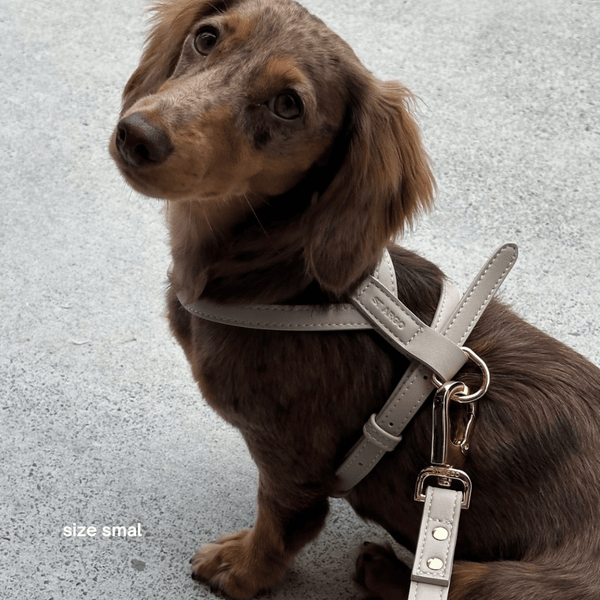 the taupe harness in small on dachshund