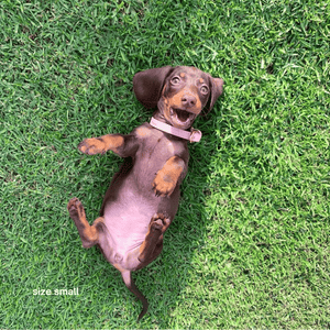 dachshund on the grass in pale pink collar size small