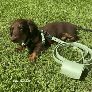 a dachshund puppy wears the small harness walk set