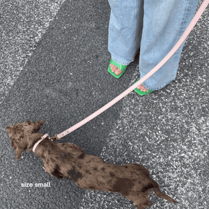 a dachshund in the small collar walk set