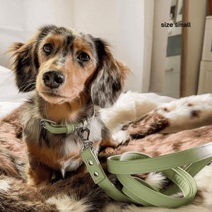 a dachshund in the size small walk set in sage