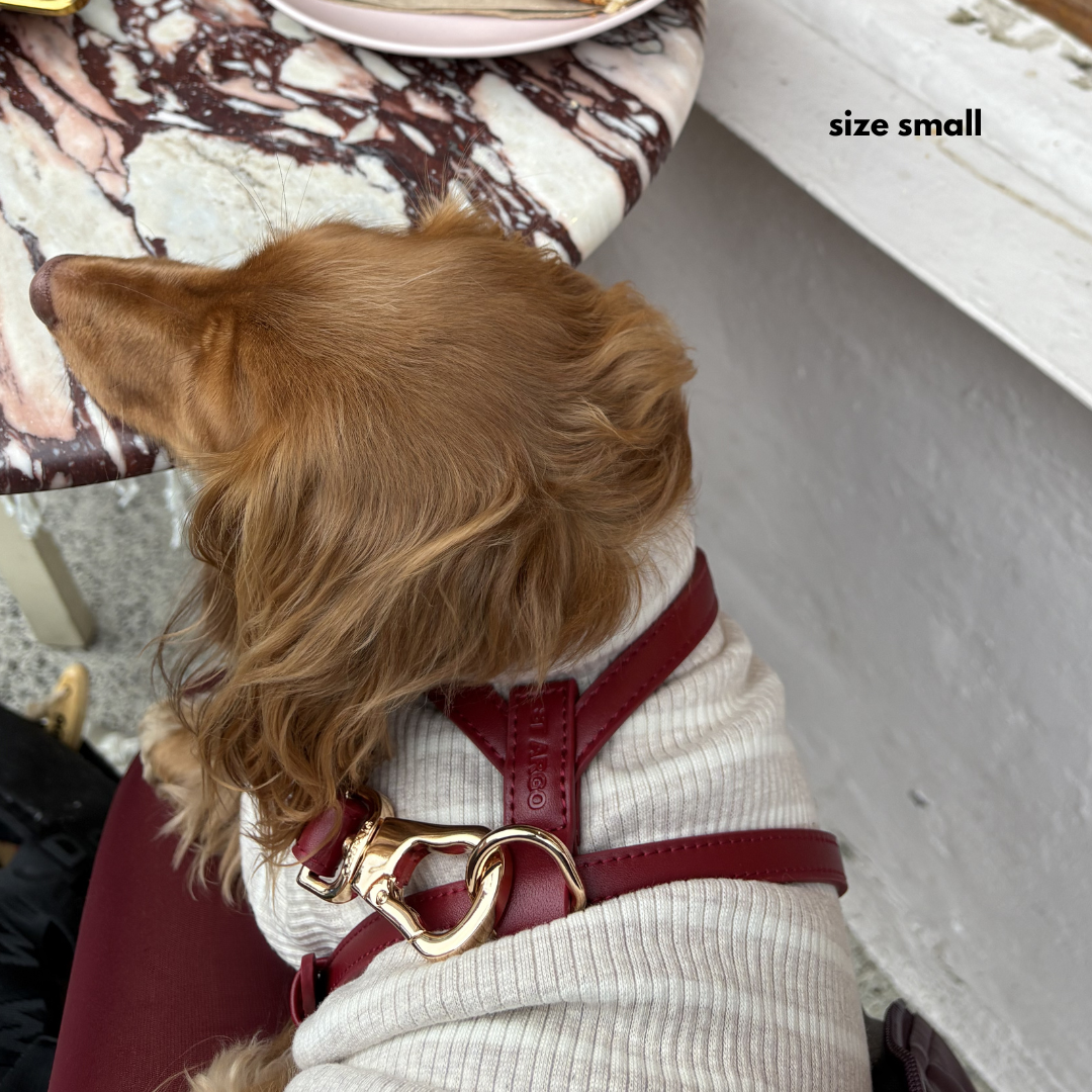 dachshund wears the ruby red harness in size small