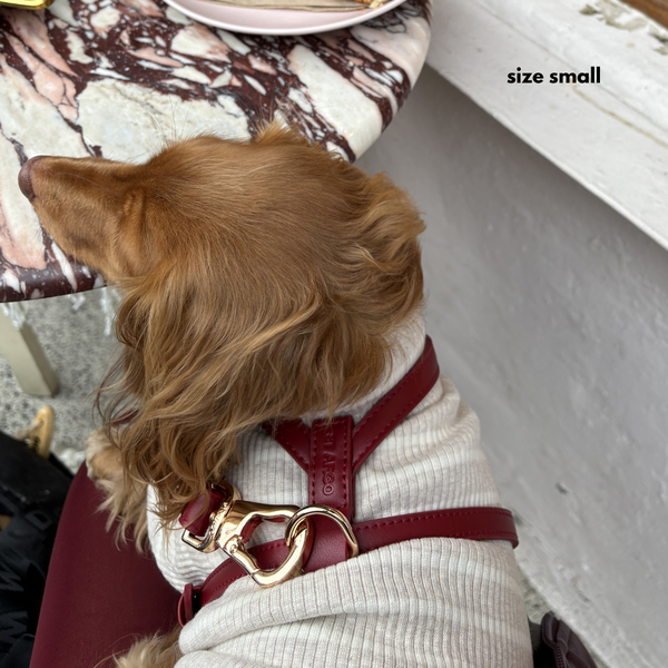 dachshund wears the ruby red harness in size small