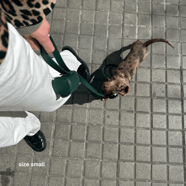 the small collar walk set on a dachshund