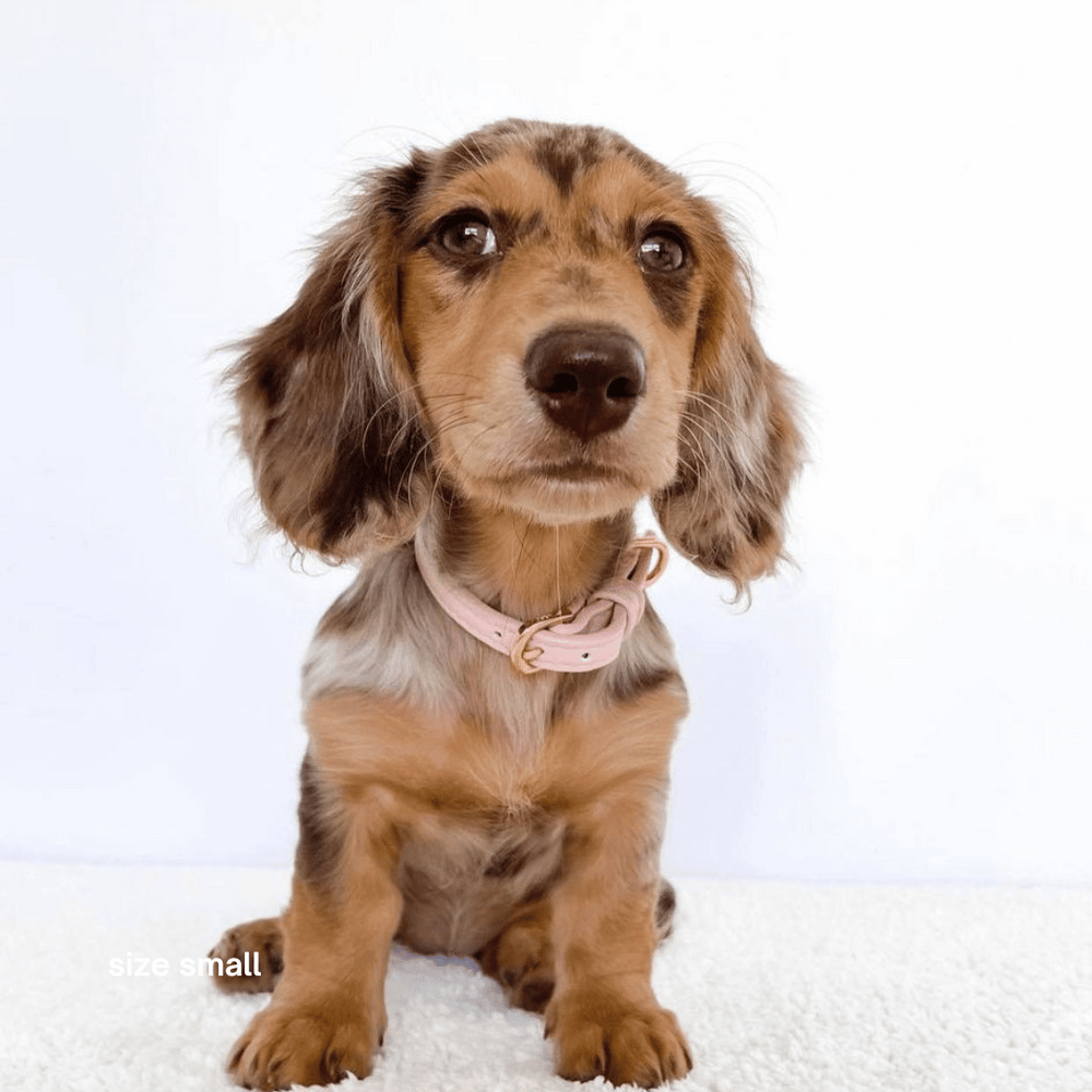 ST ARGO pale pink pastel baby soft pink vegan leather dog collar is finished with rose gold high quality custom hardware