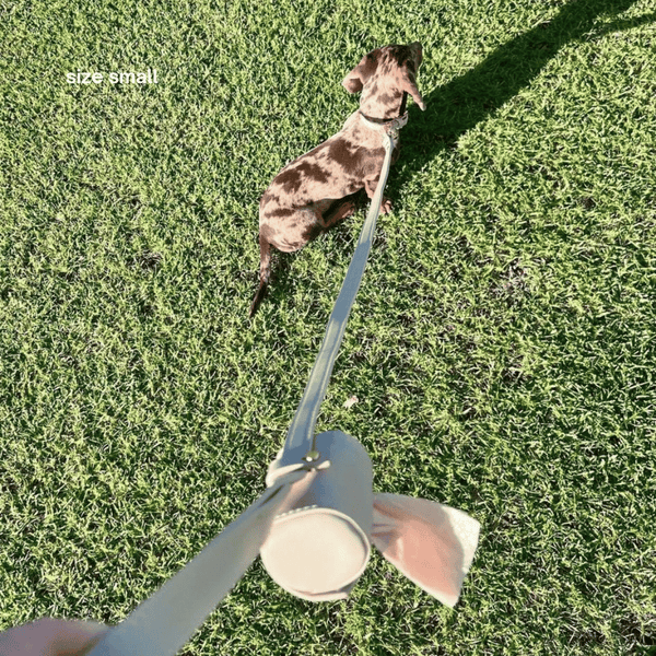 a dappled dachshund in the small taupe collar walk set