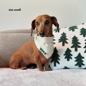 nice side of the bandana on dachshund