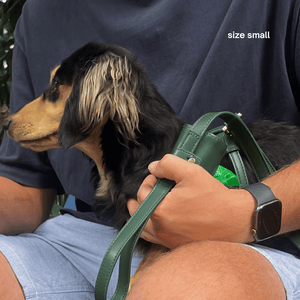 a miniature dachshund wears the green harness walk set in size small