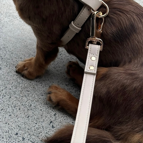 dachshund wears the taupe leash