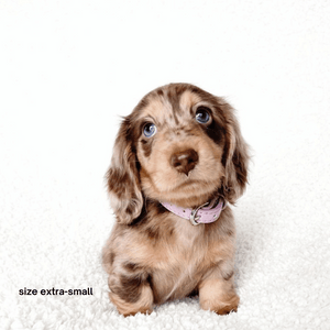 Dachshund puppy wears our size XS lilac collar