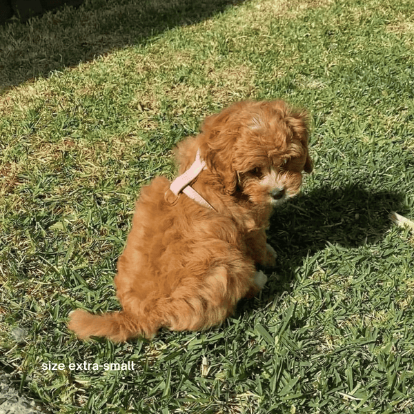 cavoodle puppy in extra small pale pink harness