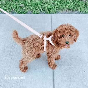 puppy cavoodle wears the XS