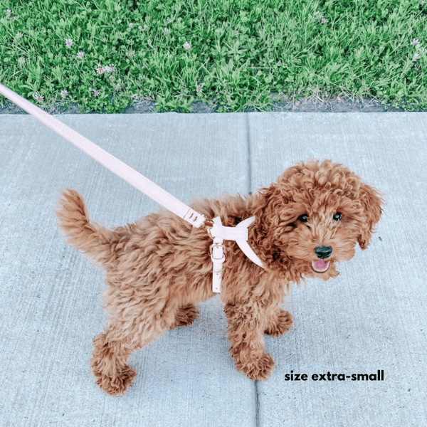 cavapoo puppy in the XS marshmallow harness